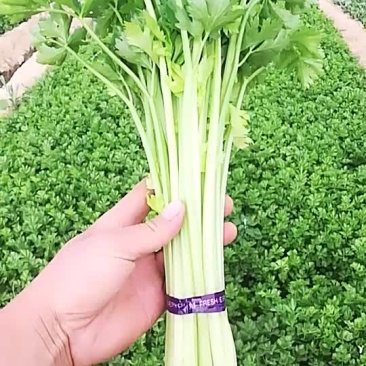 香芹60公分左右