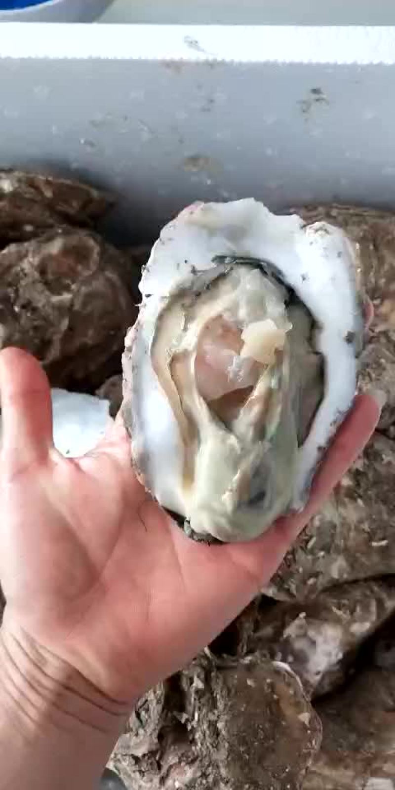 生蚝