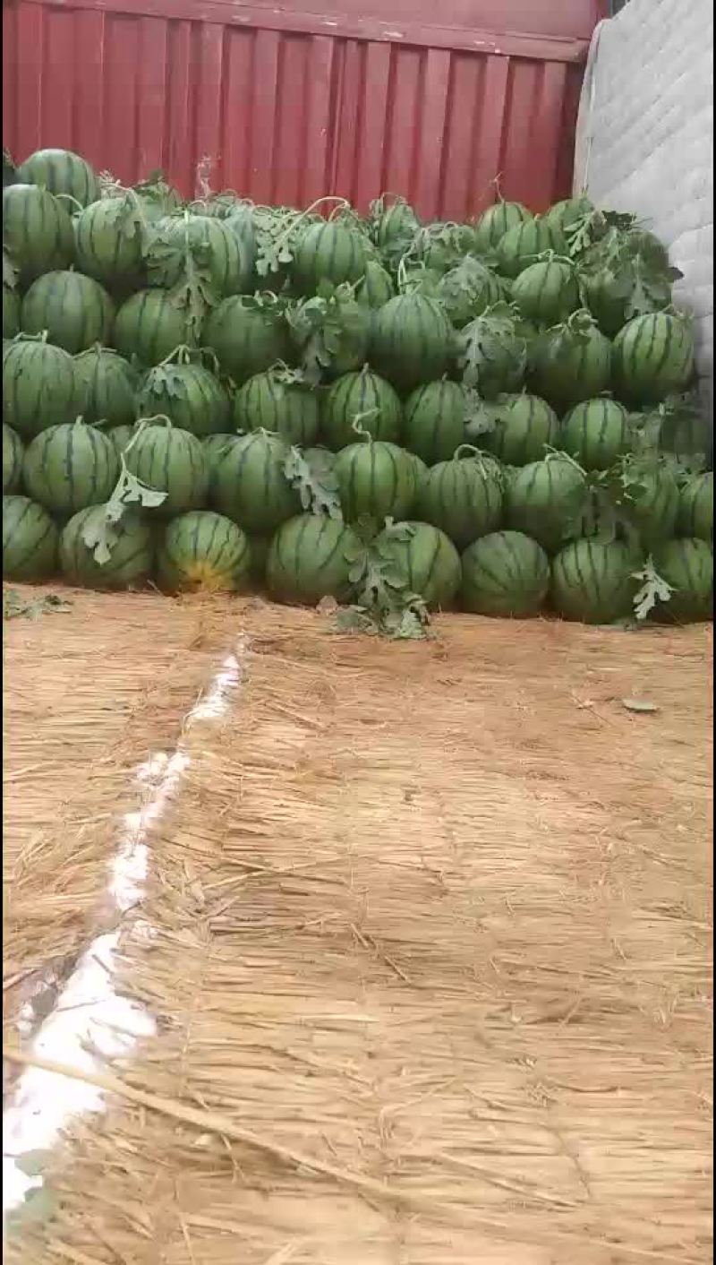 京欣西瓜