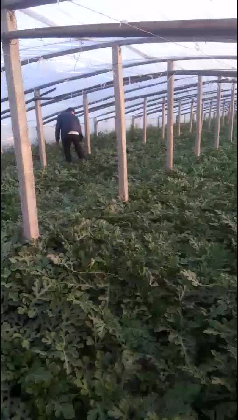 京欣西瓜