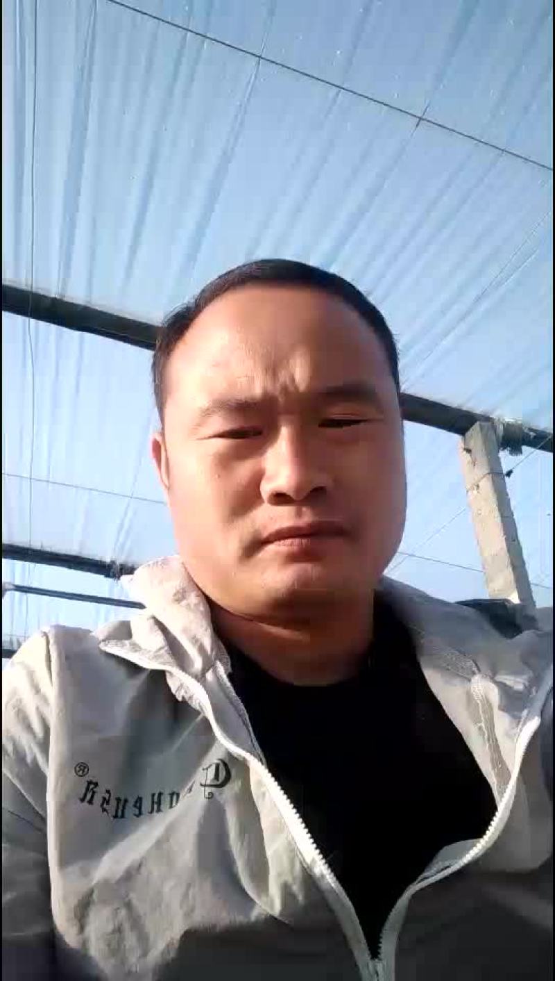 京欣西瓜