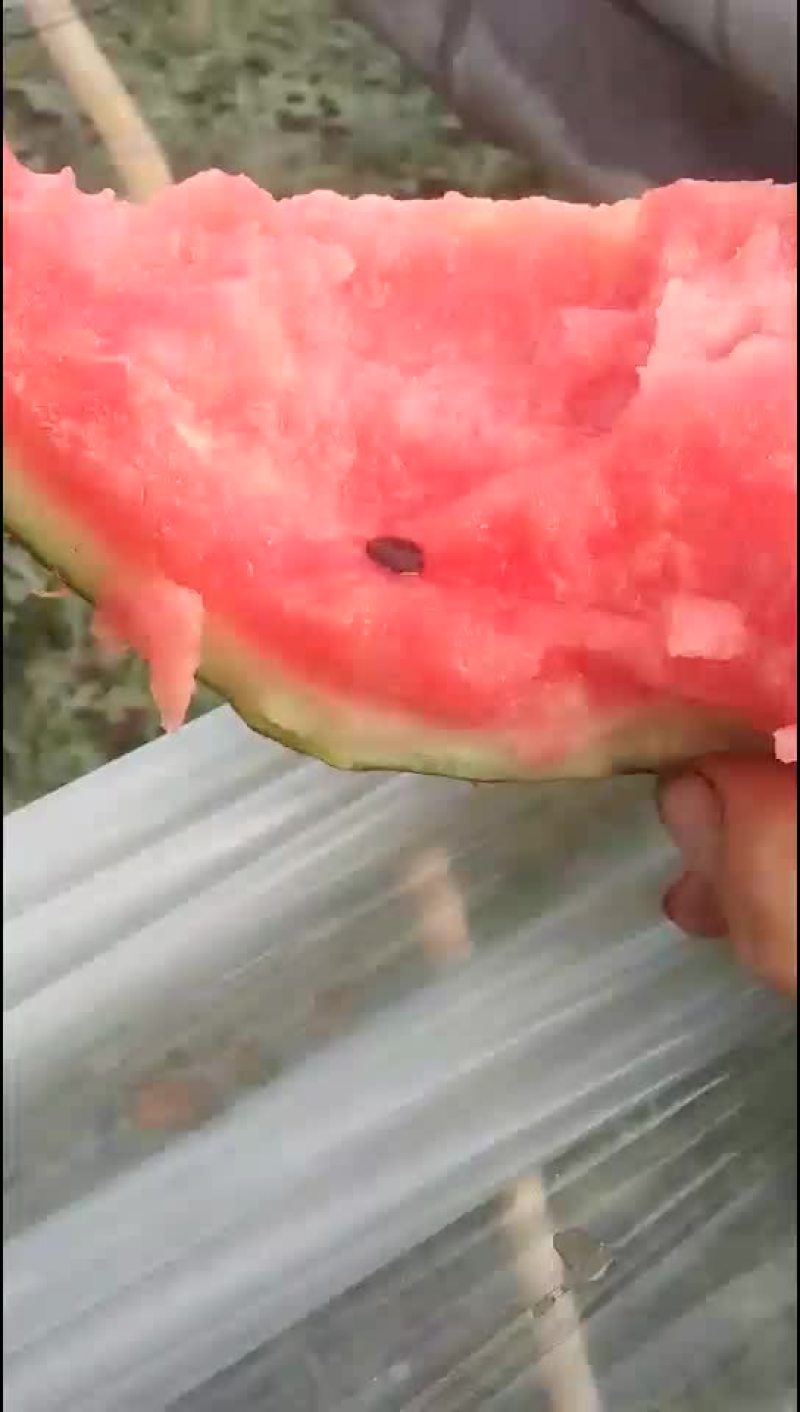 京欣西瓜