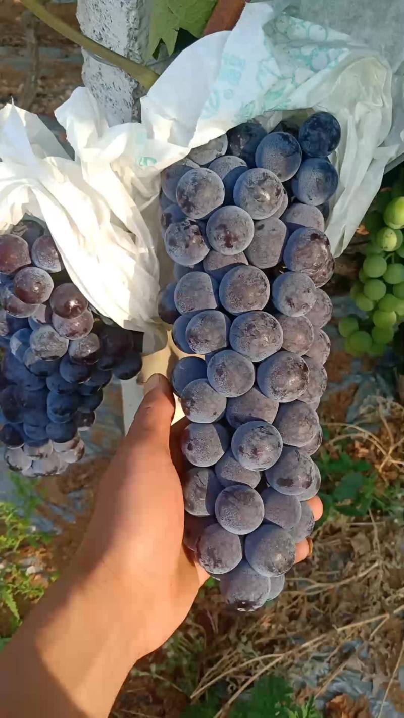 露天夏黑葡萄