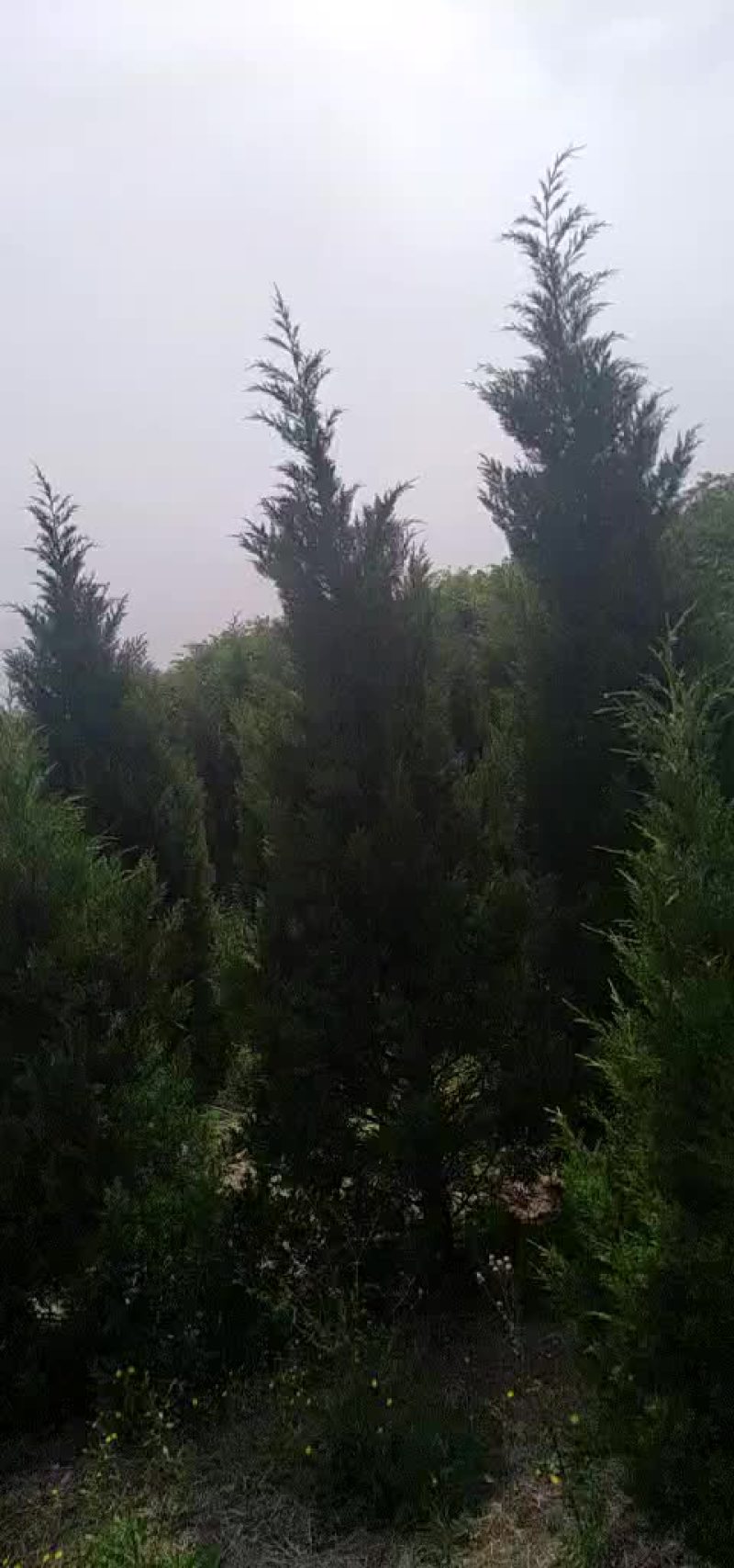 蜀桧