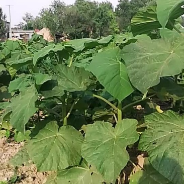 优质泡桐树苗