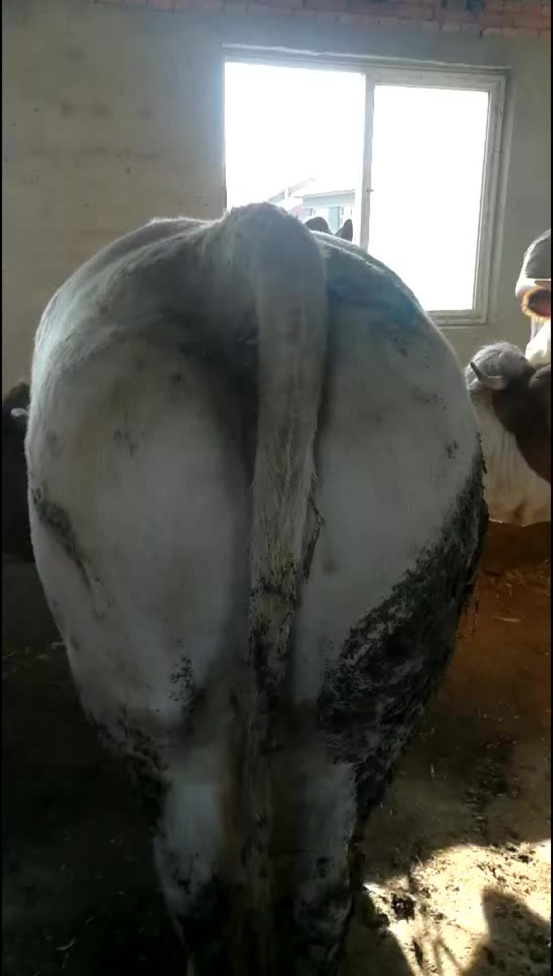 大量出售育肥牛肉牛育肥老母牛公牛