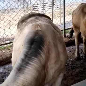 大量出售育肥牛肉牛育肥老母牛公牛