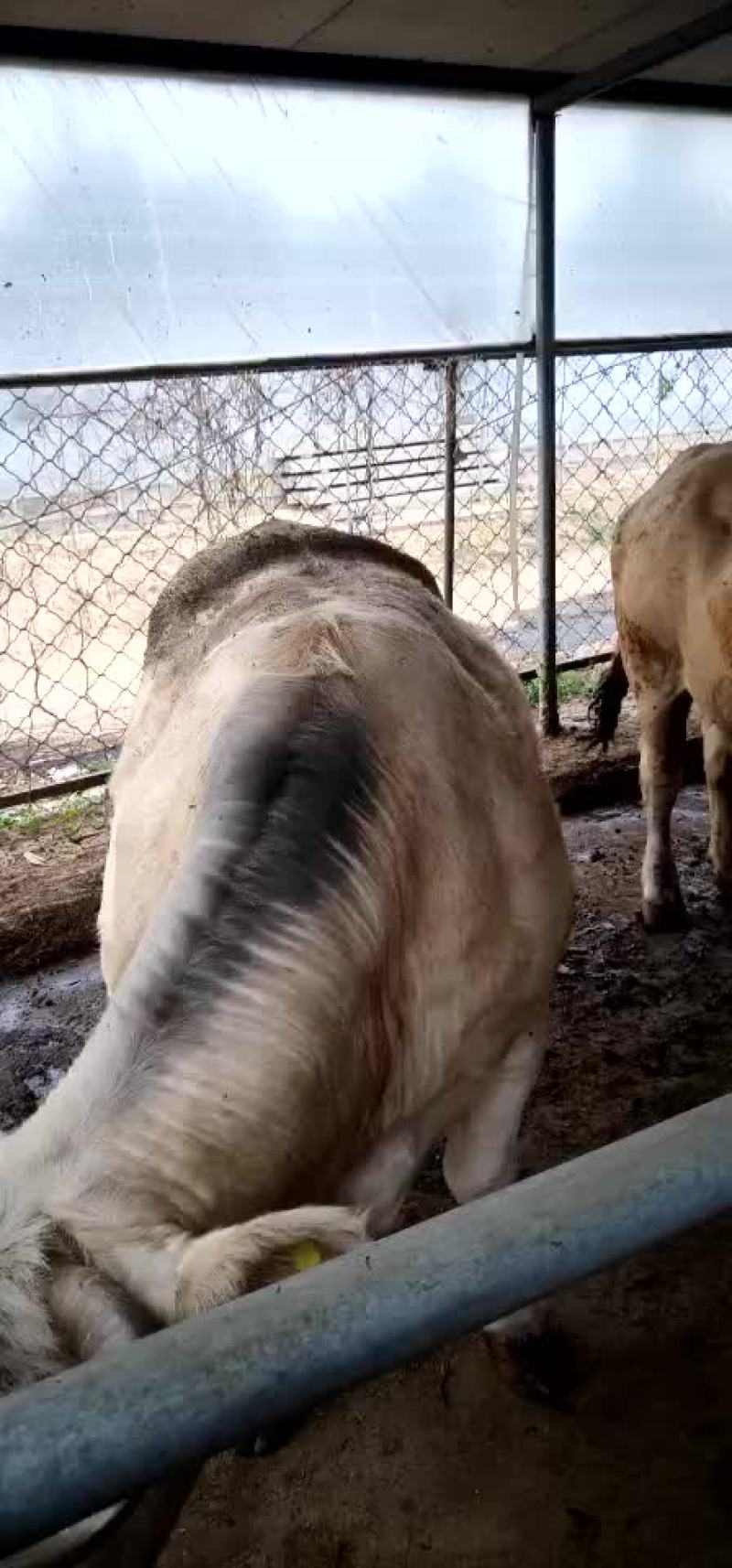 大量出售育肥牛肉牛育肥老母牛公牛