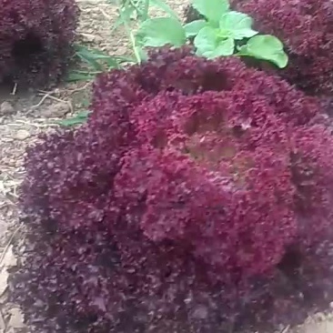 紫色生菜蔬菜