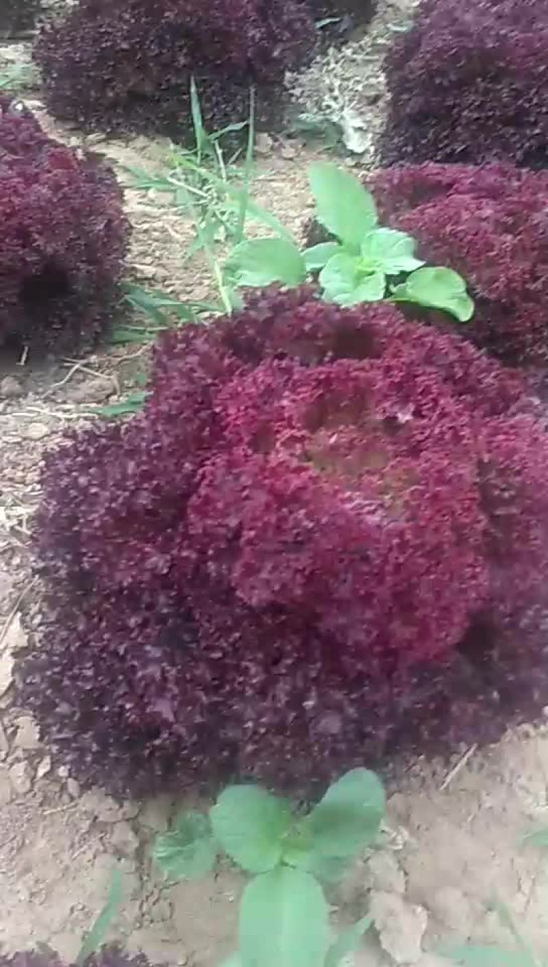 紫色生菜蔬菜