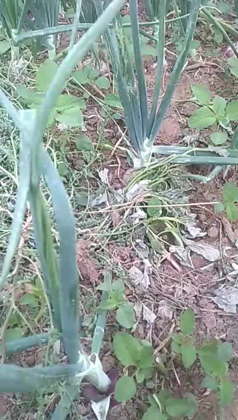 紫色生菜蔬菜