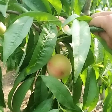 突围桃