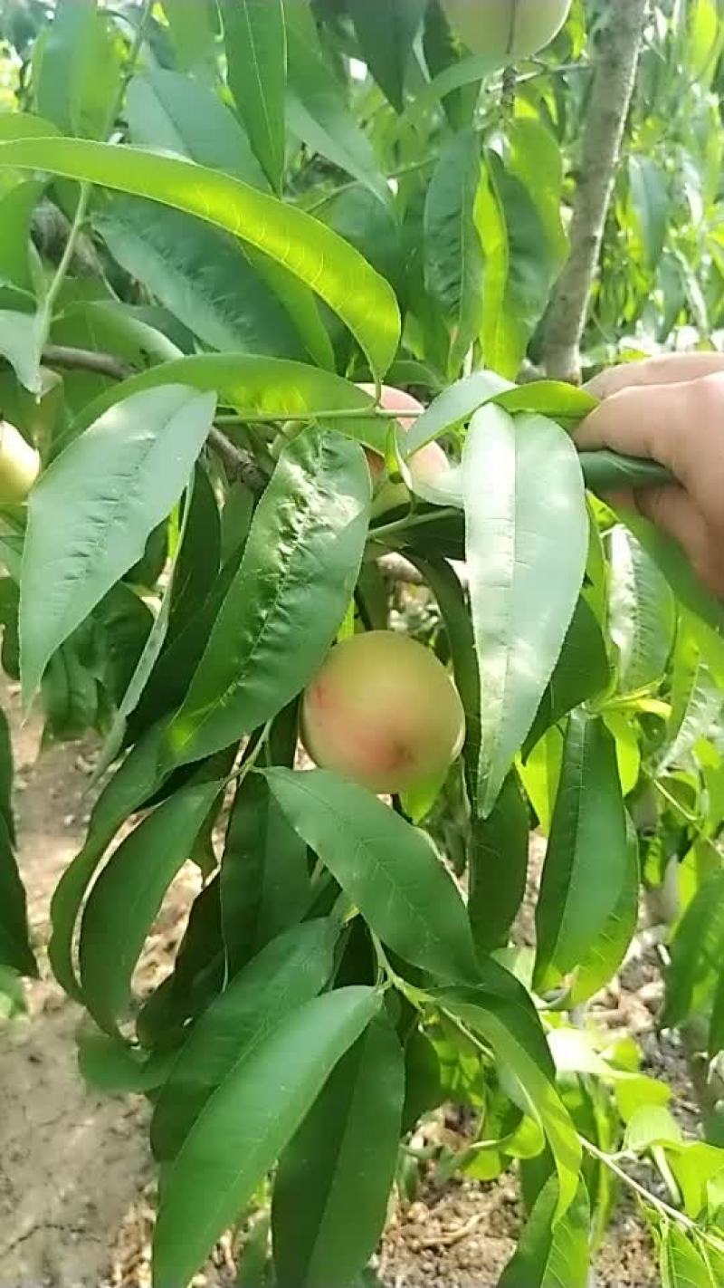 突围桃
