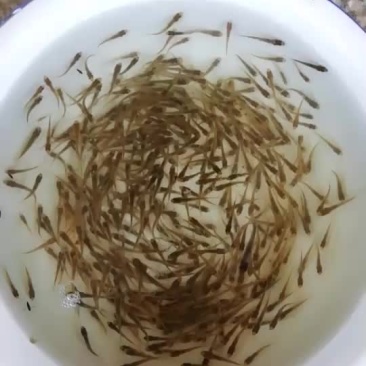 花鼓鱼