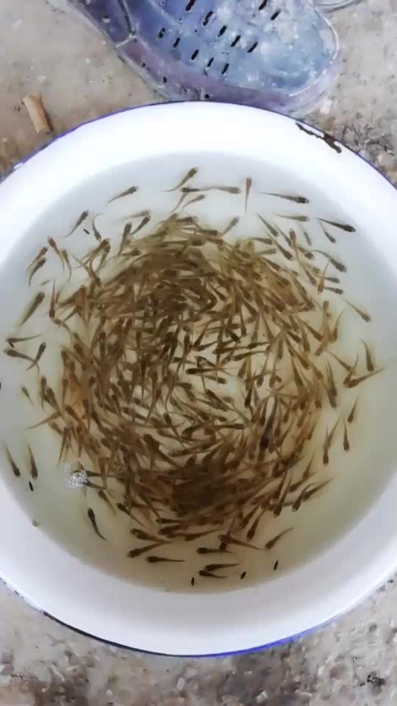 花鼓鱼