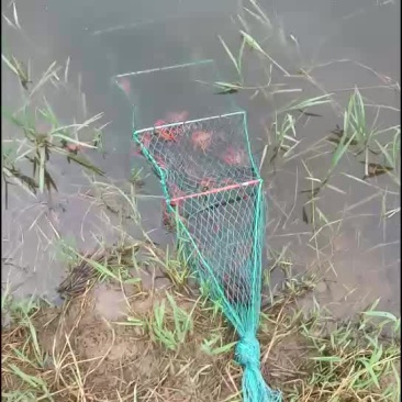 本地小龙虾虾塘养殖100亩