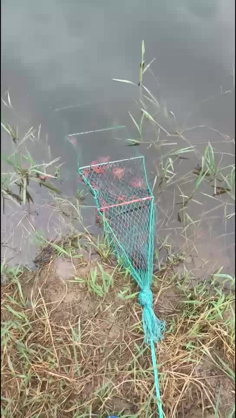 本地小龙虾虾塘养殖100亩