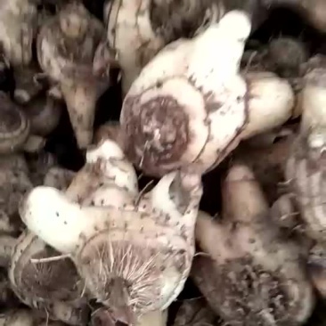 白芨