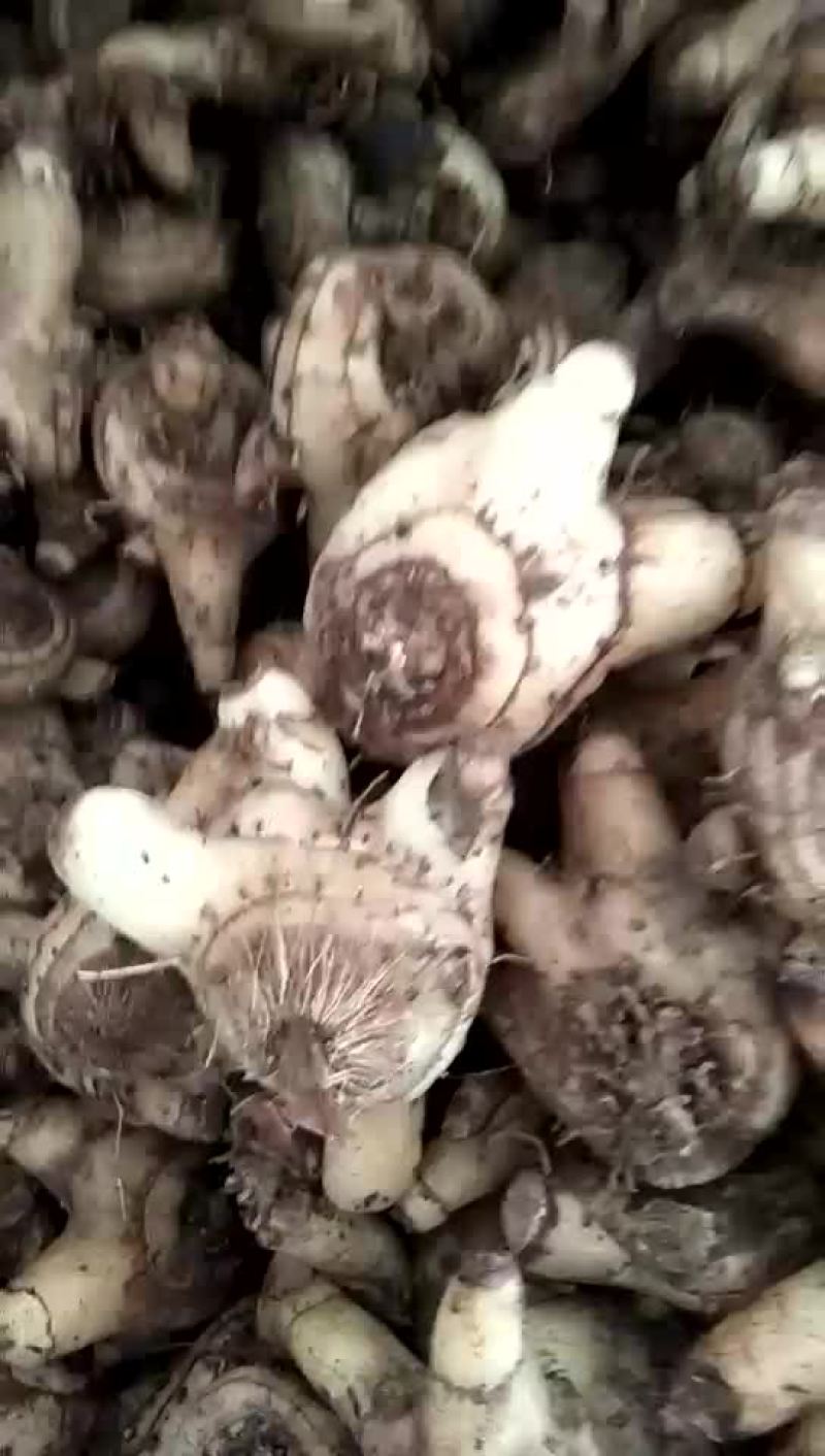 白芨