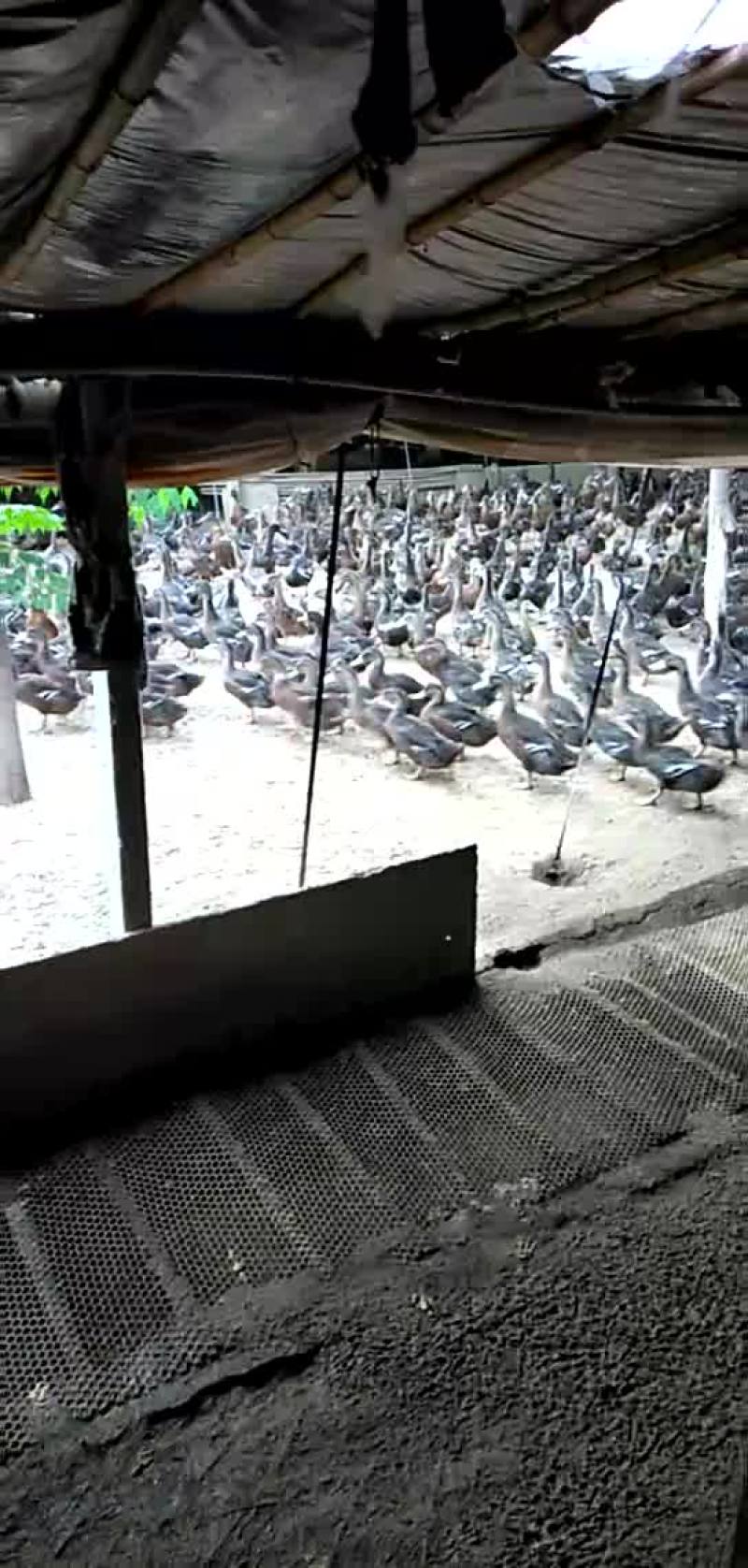 青年野鸭