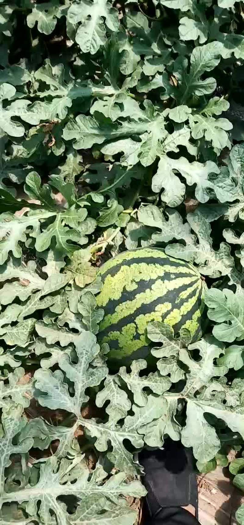 西瓜朝阳西瓜甜王