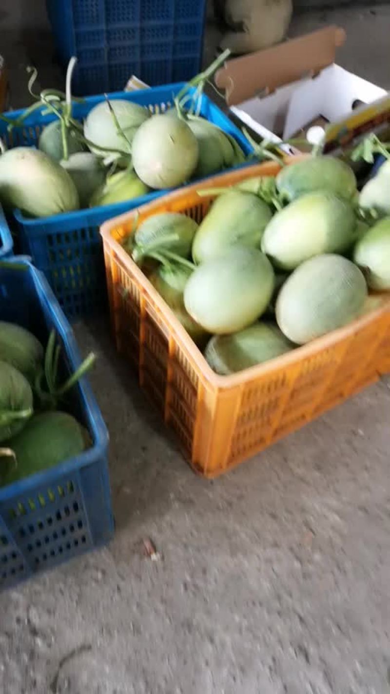 晓蜜25号精品蜜瓜
