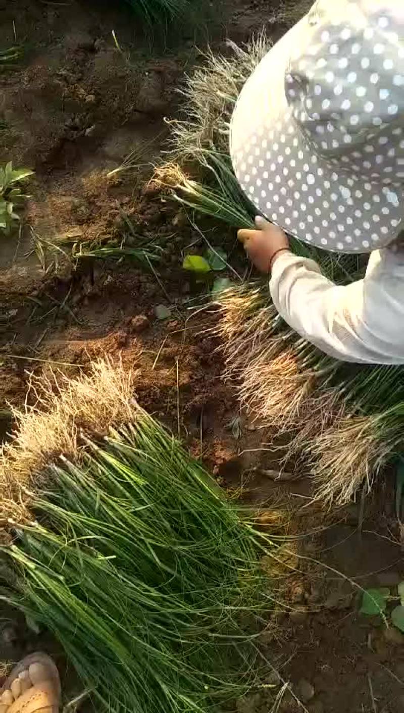 知母苗