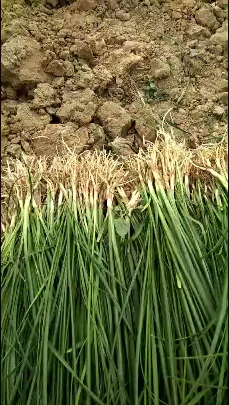知母苗