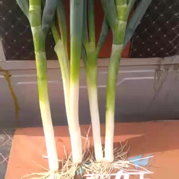 大葱
