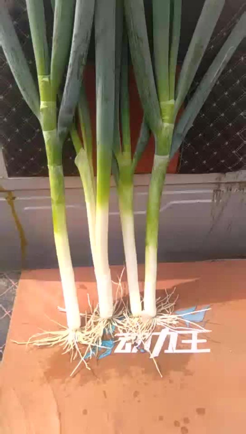 大葱