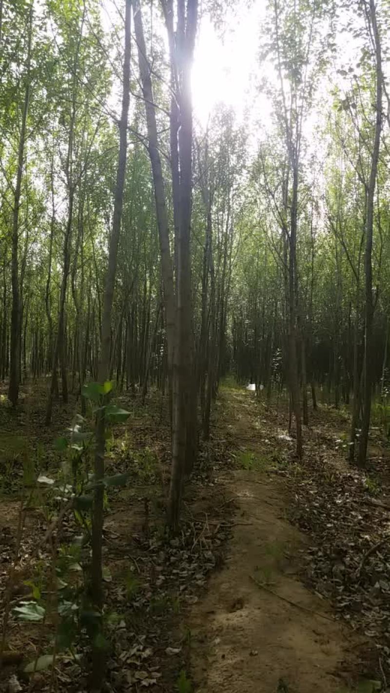 苗木种苗