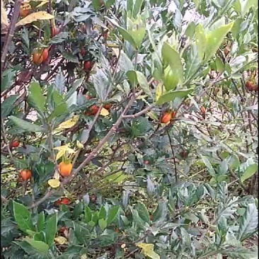 药栀子