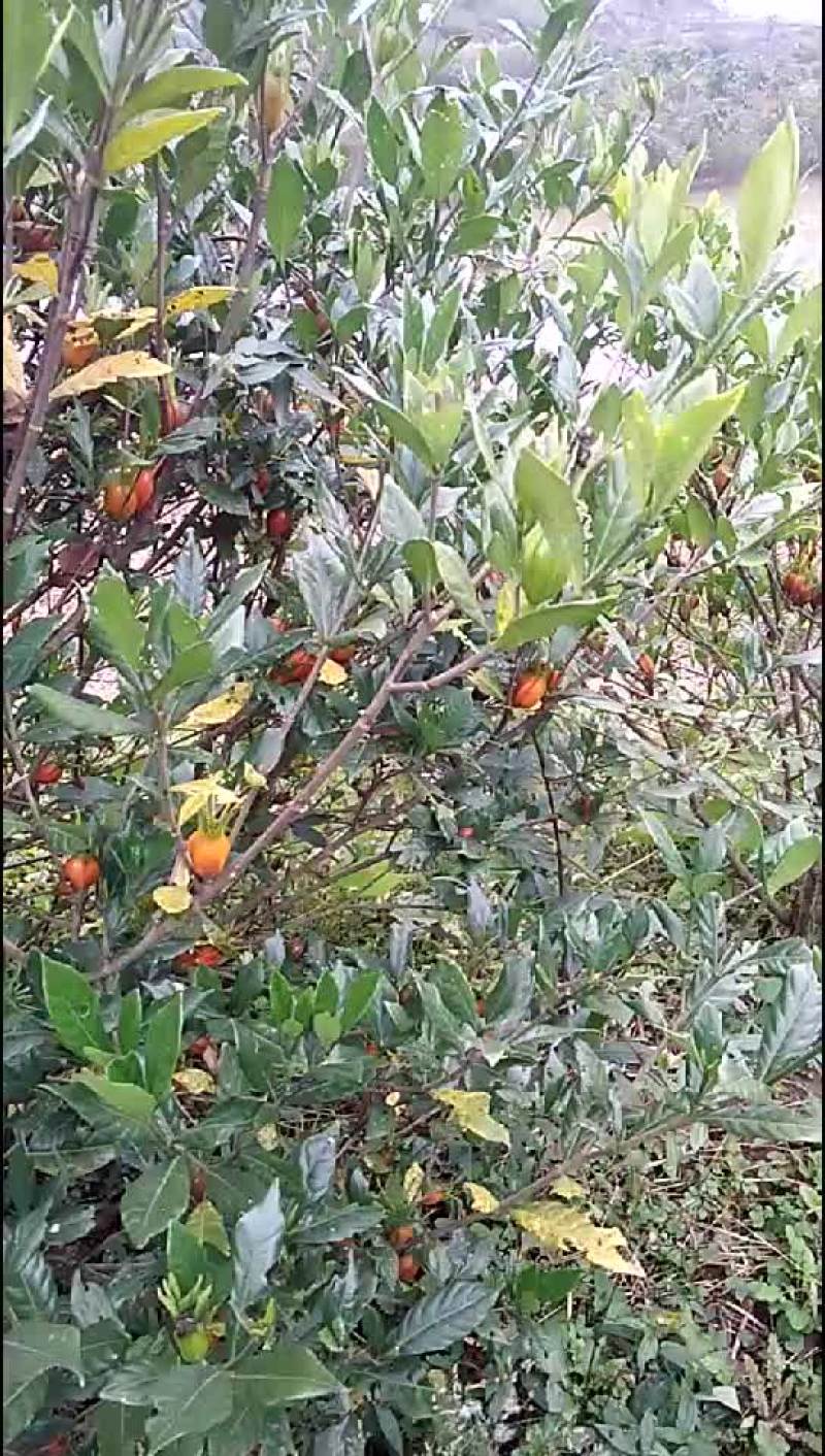 药栀子