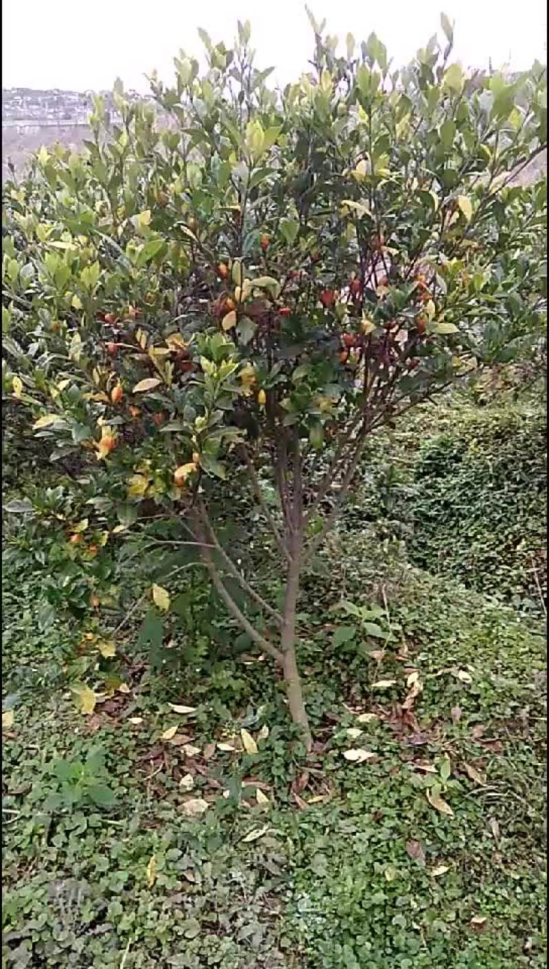 药栀子
