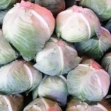 平顶莲花白
