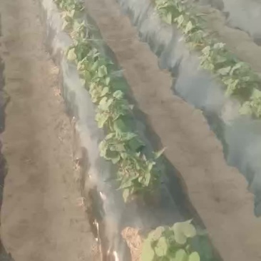 我们的红薯