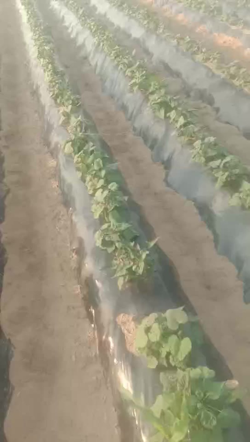 我们的红薯