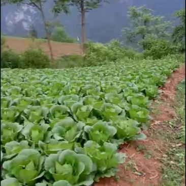 山地王2号