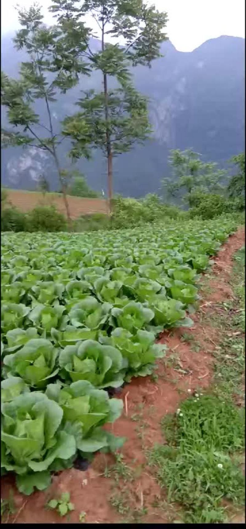 山地王2号