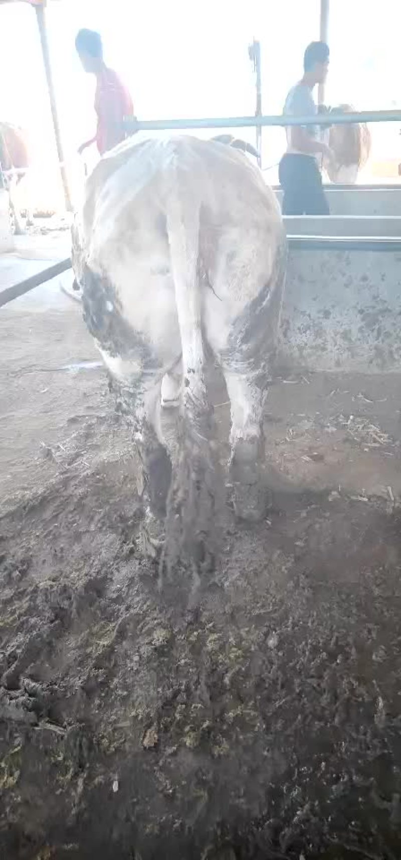 大量出售各种肉牛育肥大母牛大公牛二曹子