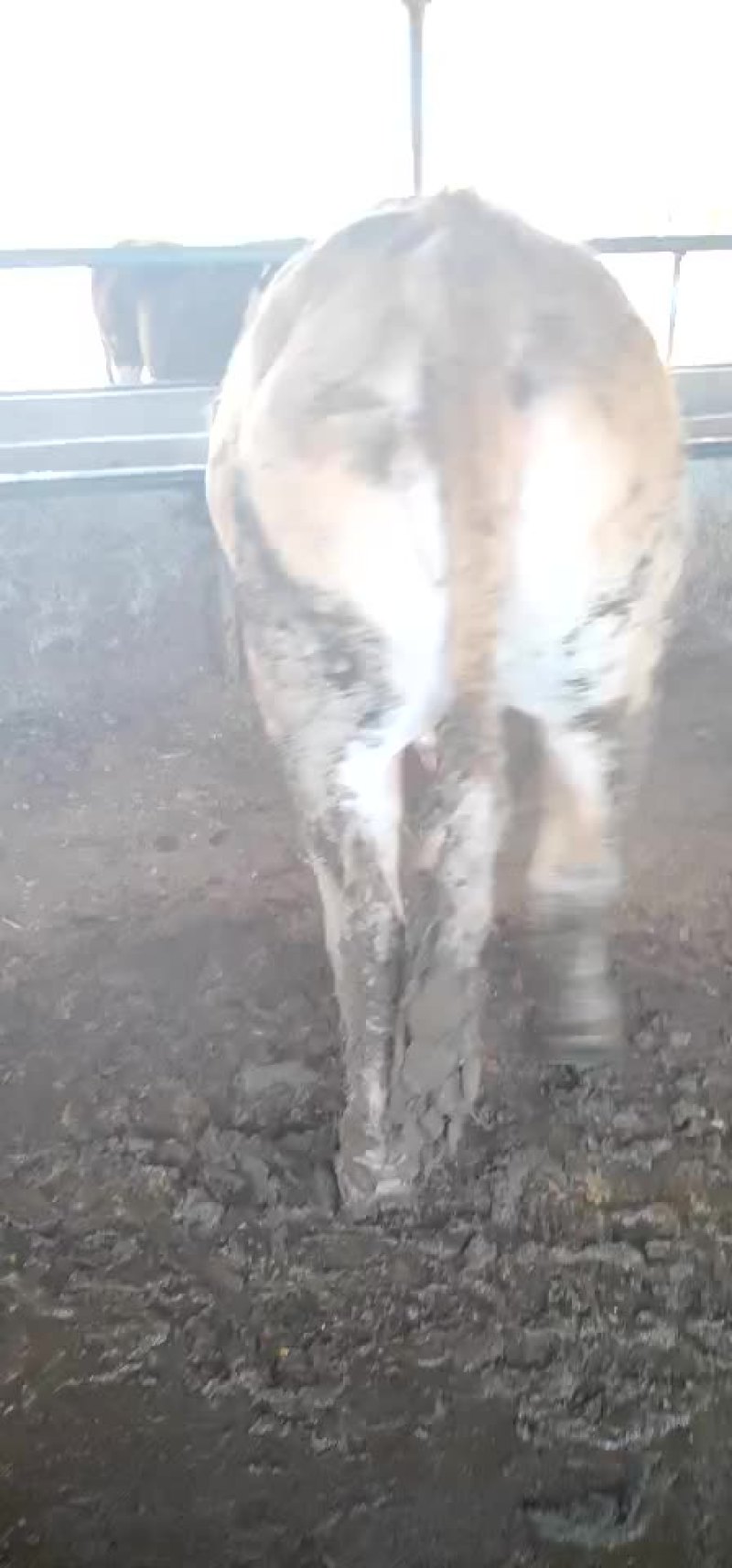 大量出售各种肉牛育肥大母牛大公牛二曹子