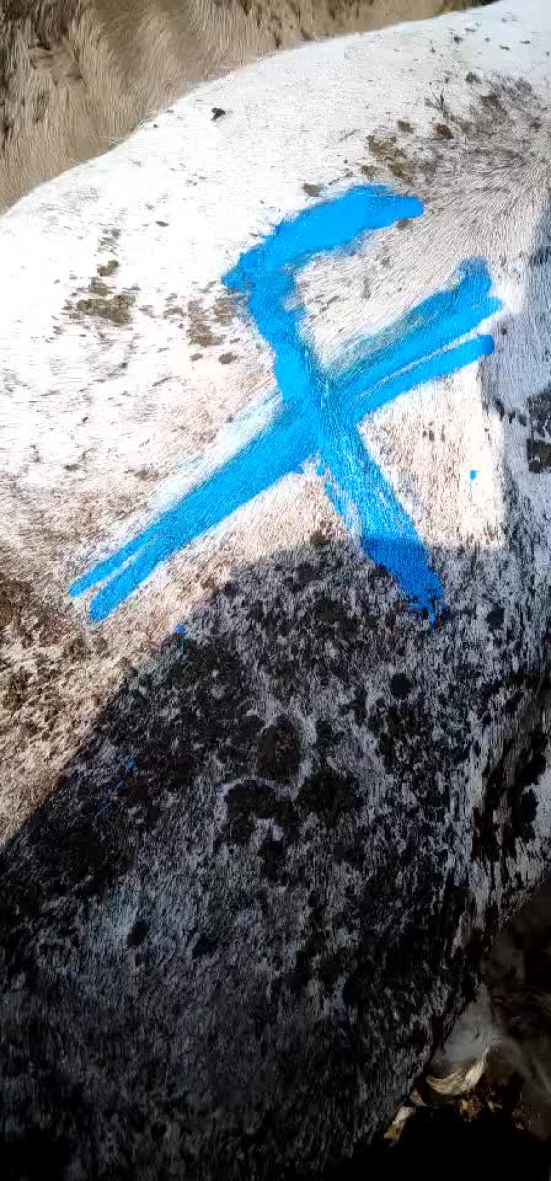 大量出售各种肉牛育肥大母牛大公牛二曹子