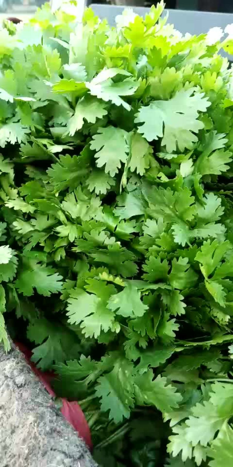 大叶香菜