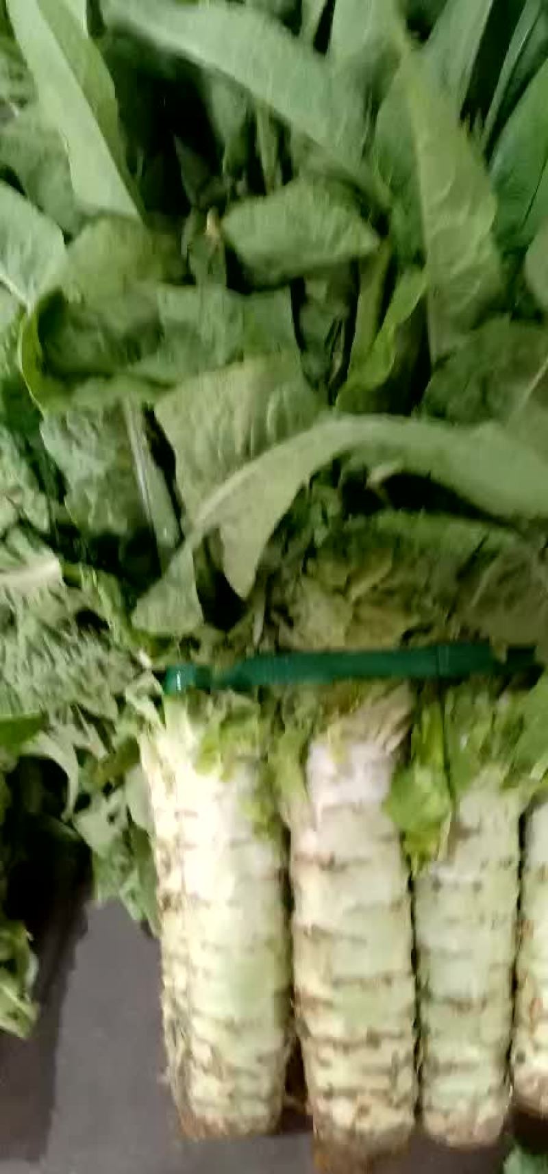 精品莴笋