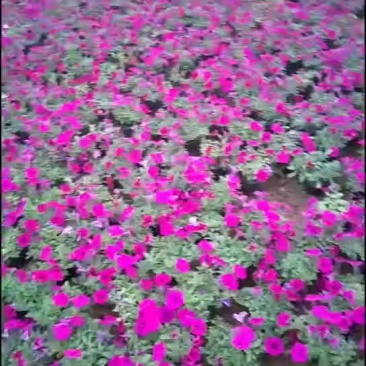 垂钓牵牛花基地直发