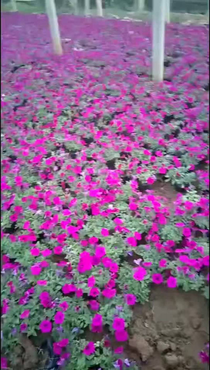 垂钓牵牛花基地直发