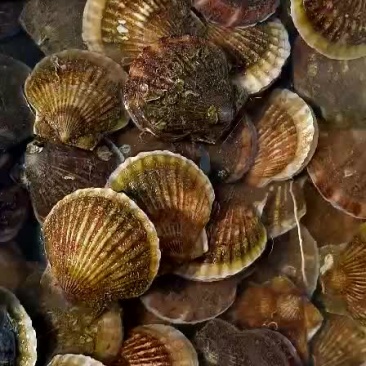 供应威海本地虾夷扇贝