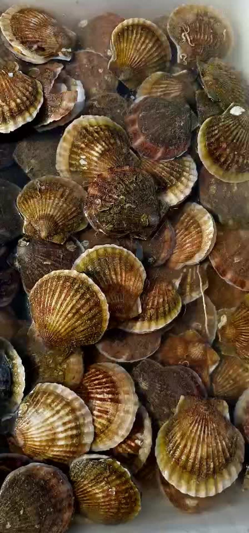 供应威海本地虾夷扇贝