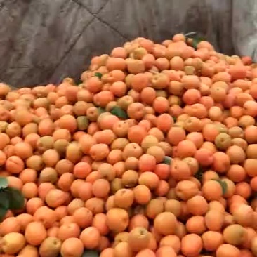 金太阳，大黄杏