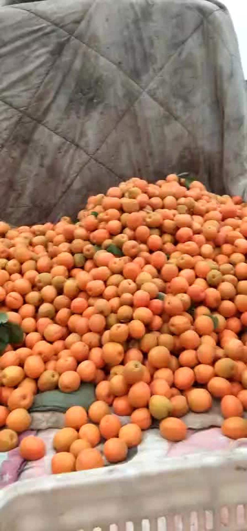 金太阳，大黄杏